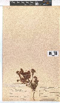 Erica transparens image