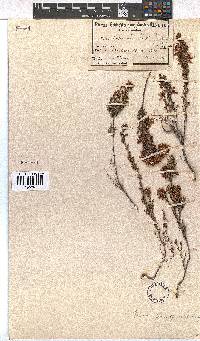 Erica transparens image