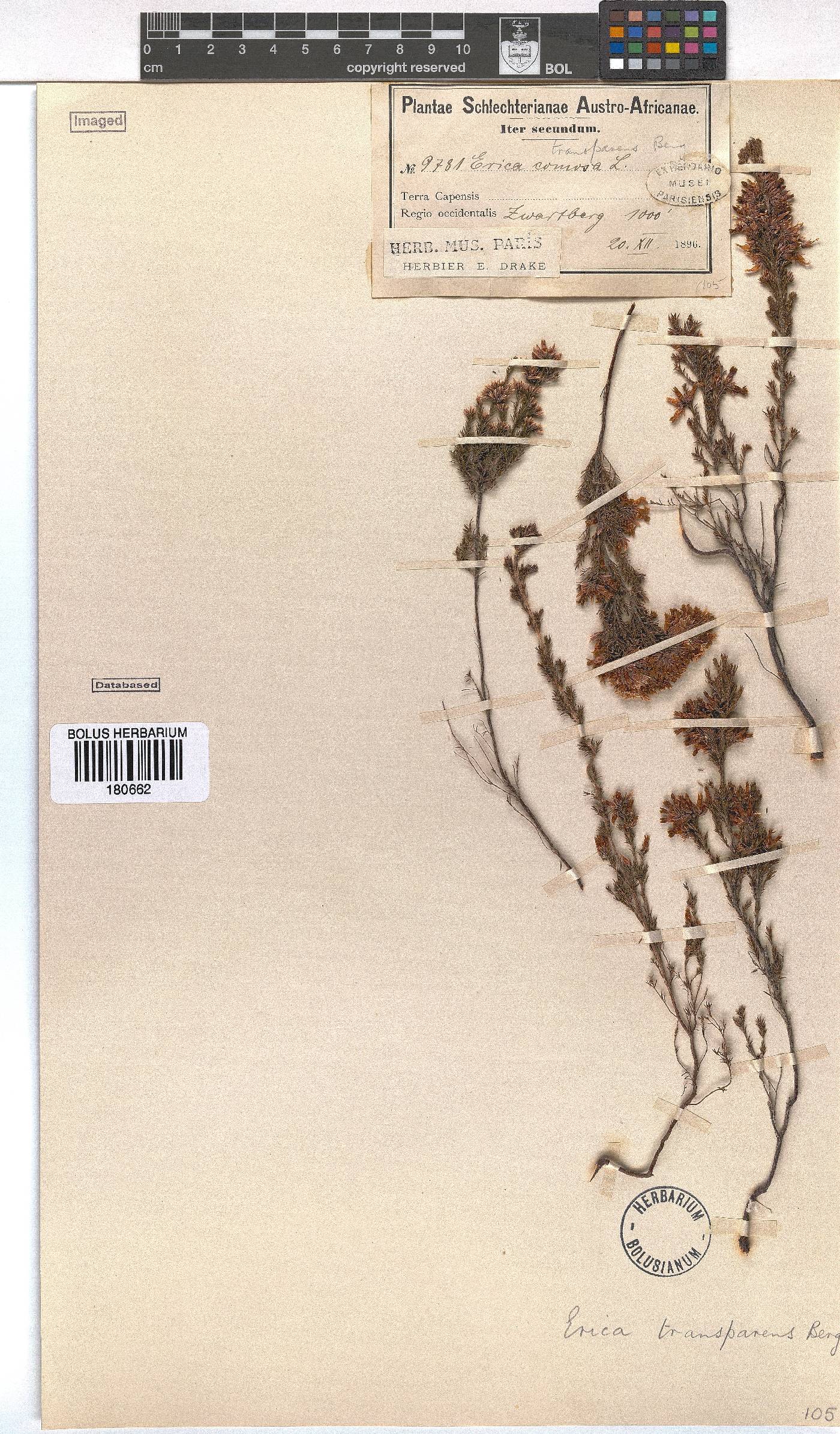 Erica transparens image