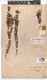 Erica transparens image