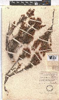 Erica transparens image