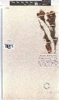 Erica transparens image