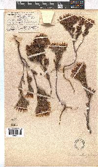 Erica vallis-gratiae image