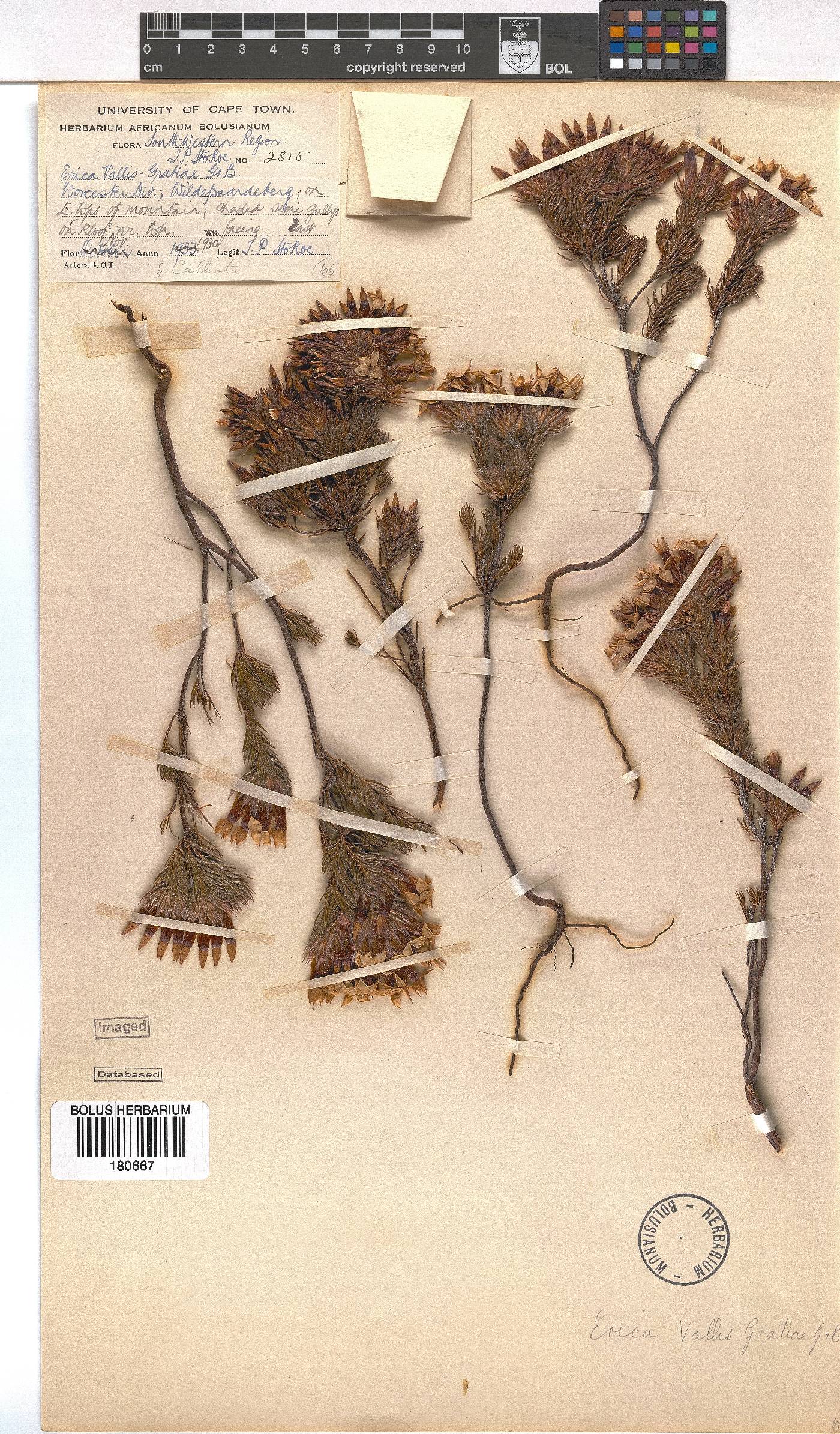 Erica vallis-gratiae image