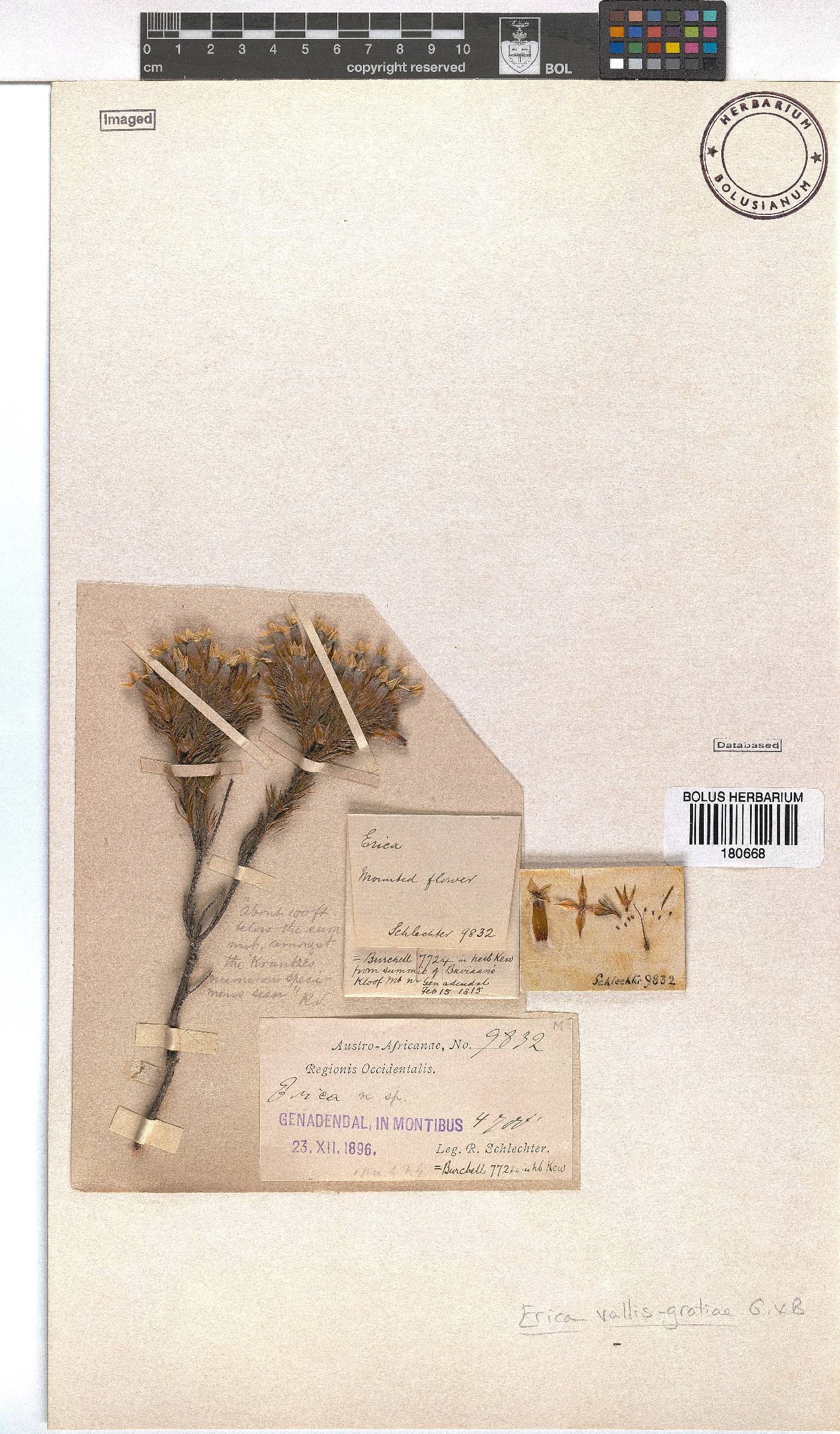 Erica vallis-gratiae image