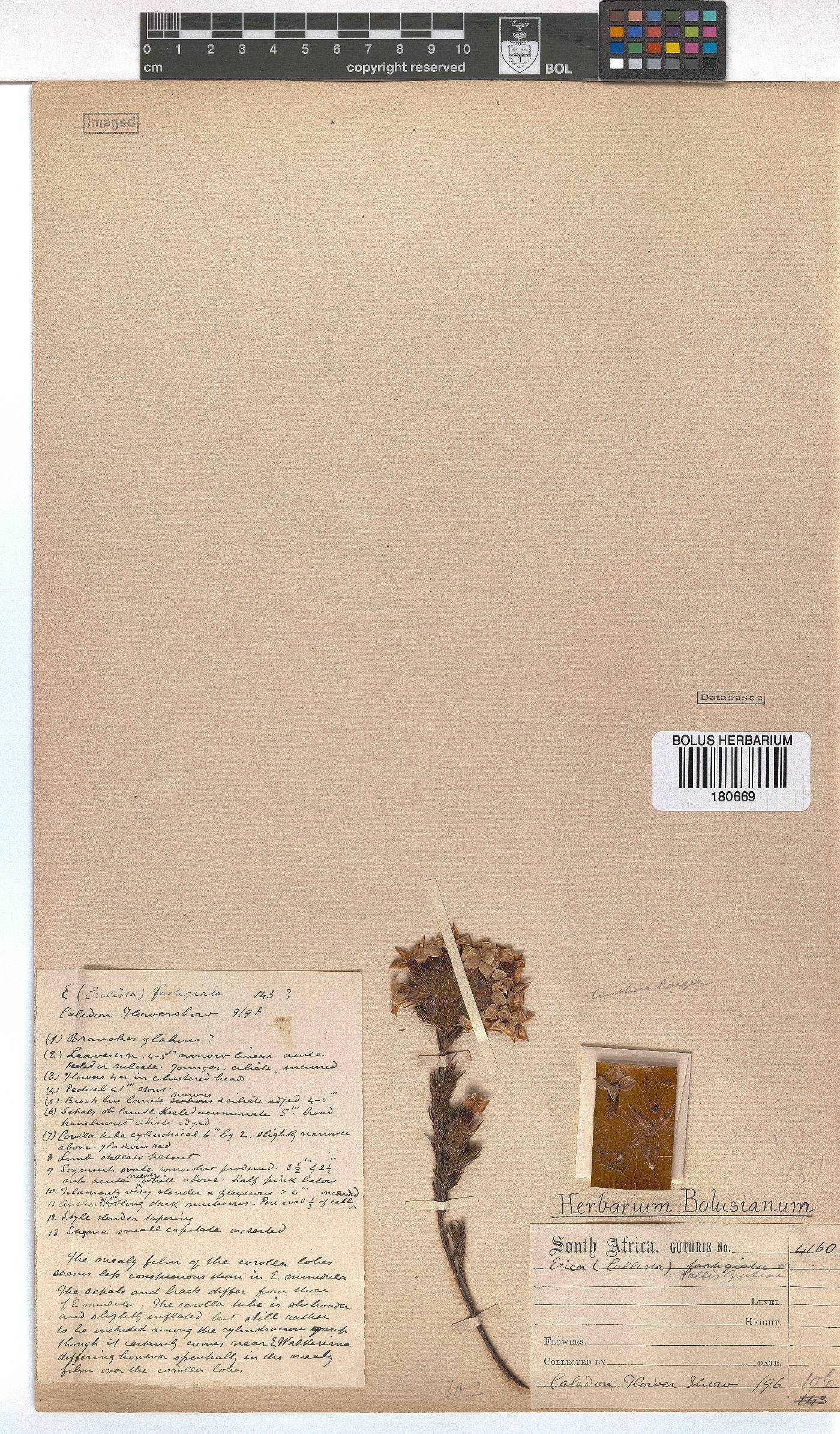 Erica vallis-gratiae image