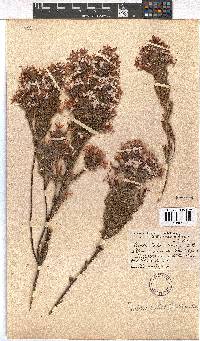 Erica vallis-gratiae image