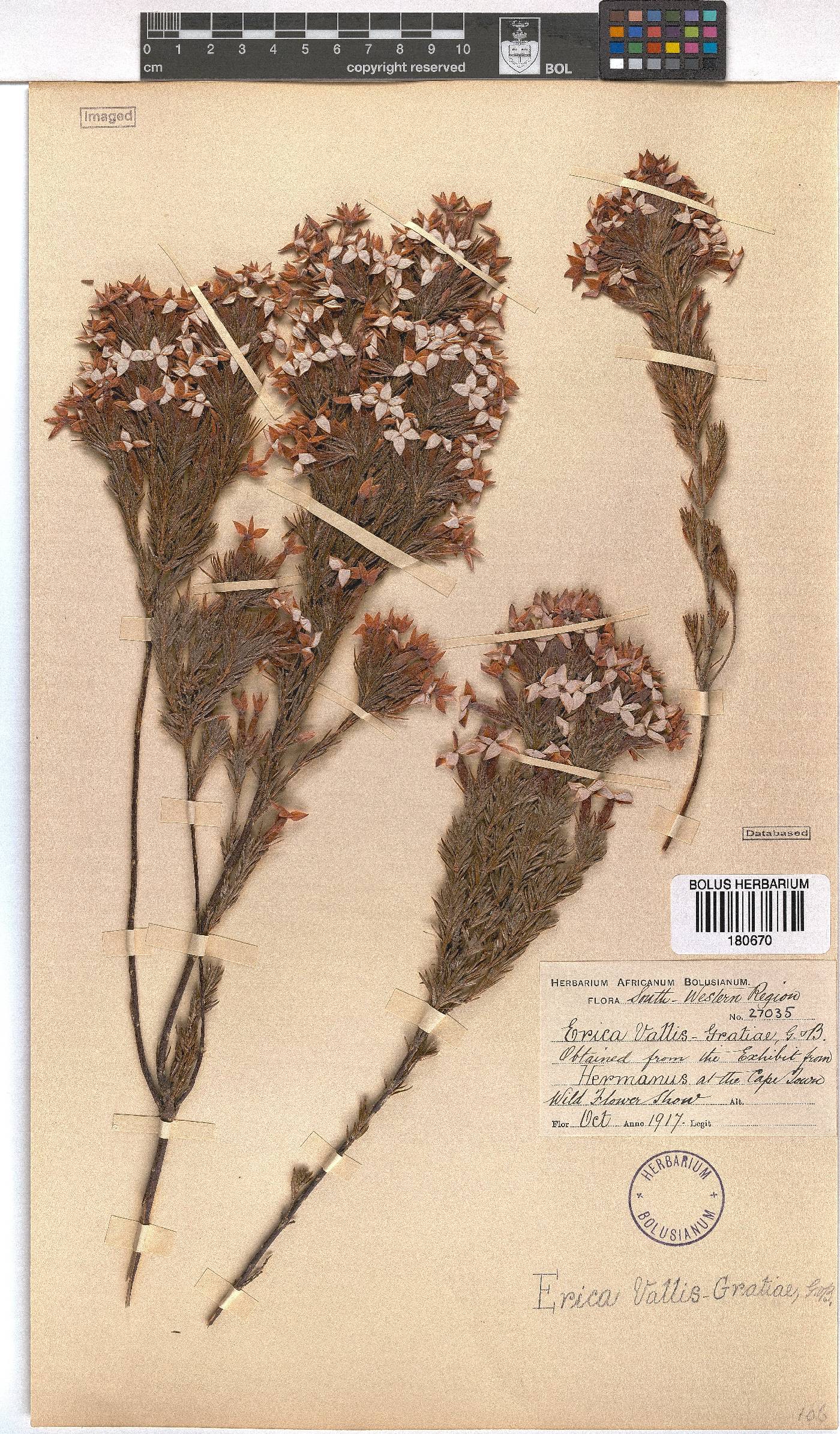 Erica vallis-gratiae image