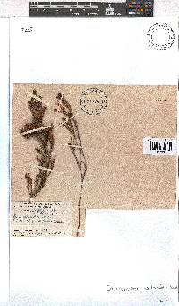 Erica parviflora var. ternifolia image