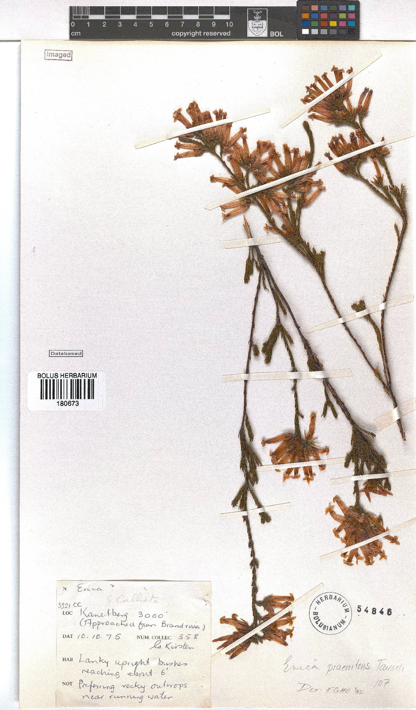 Erica praenitens image