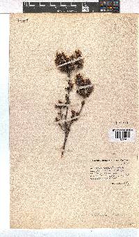 Erica walkeria image