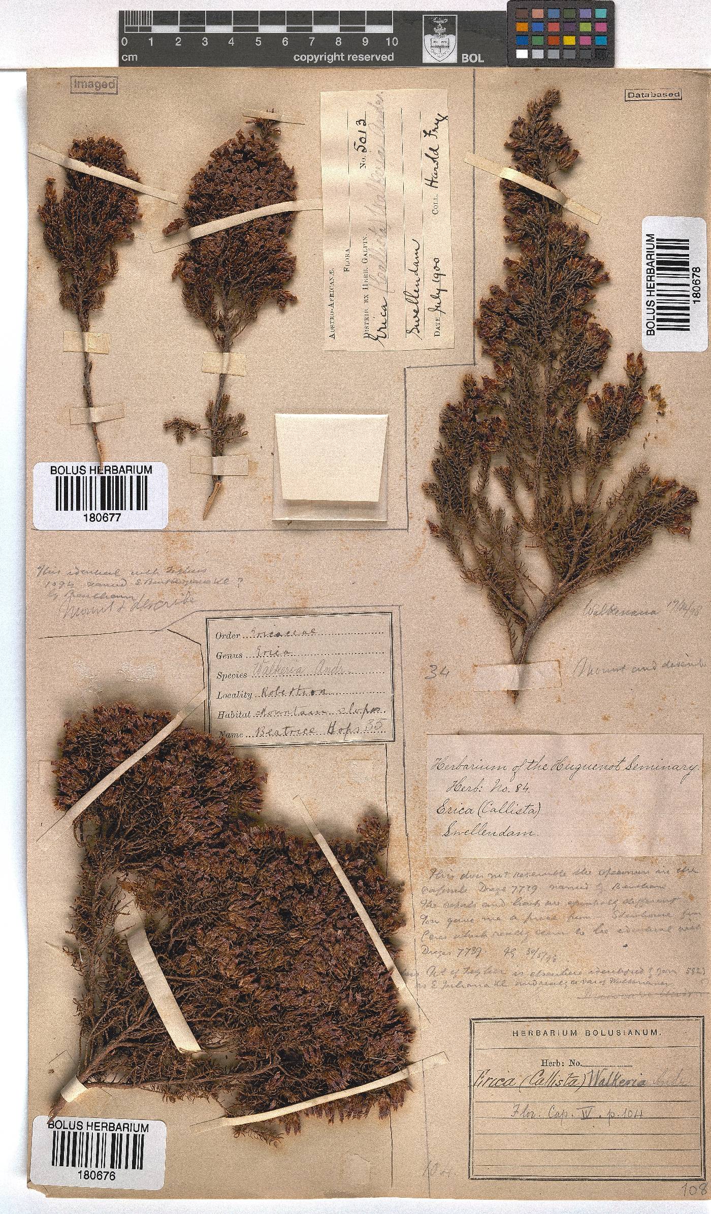 Erica walkeria image