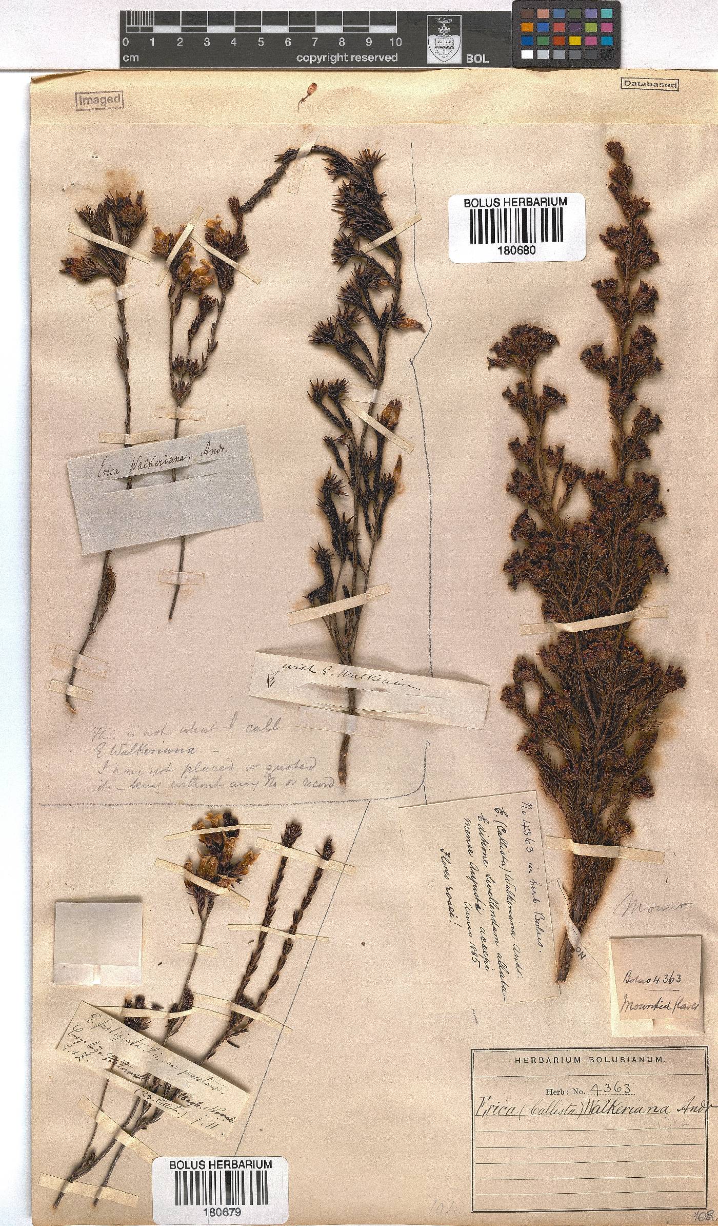 Erica walkeria image