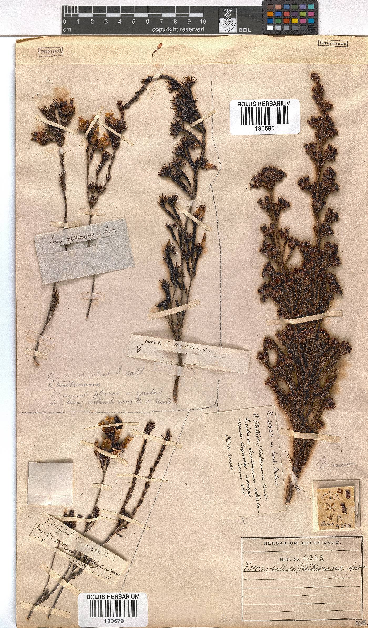 Erica walkeria image