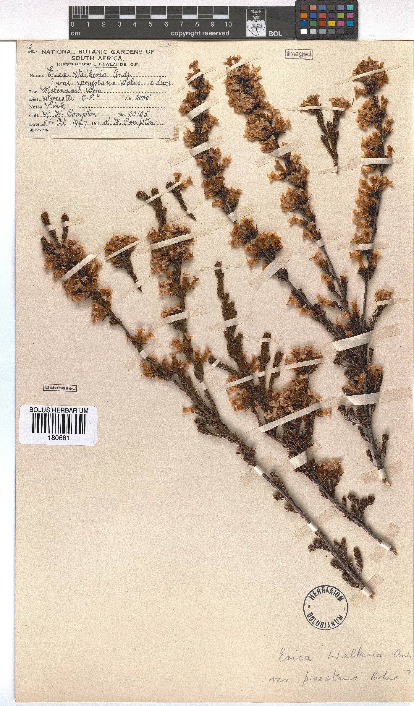 Erica walkeria image