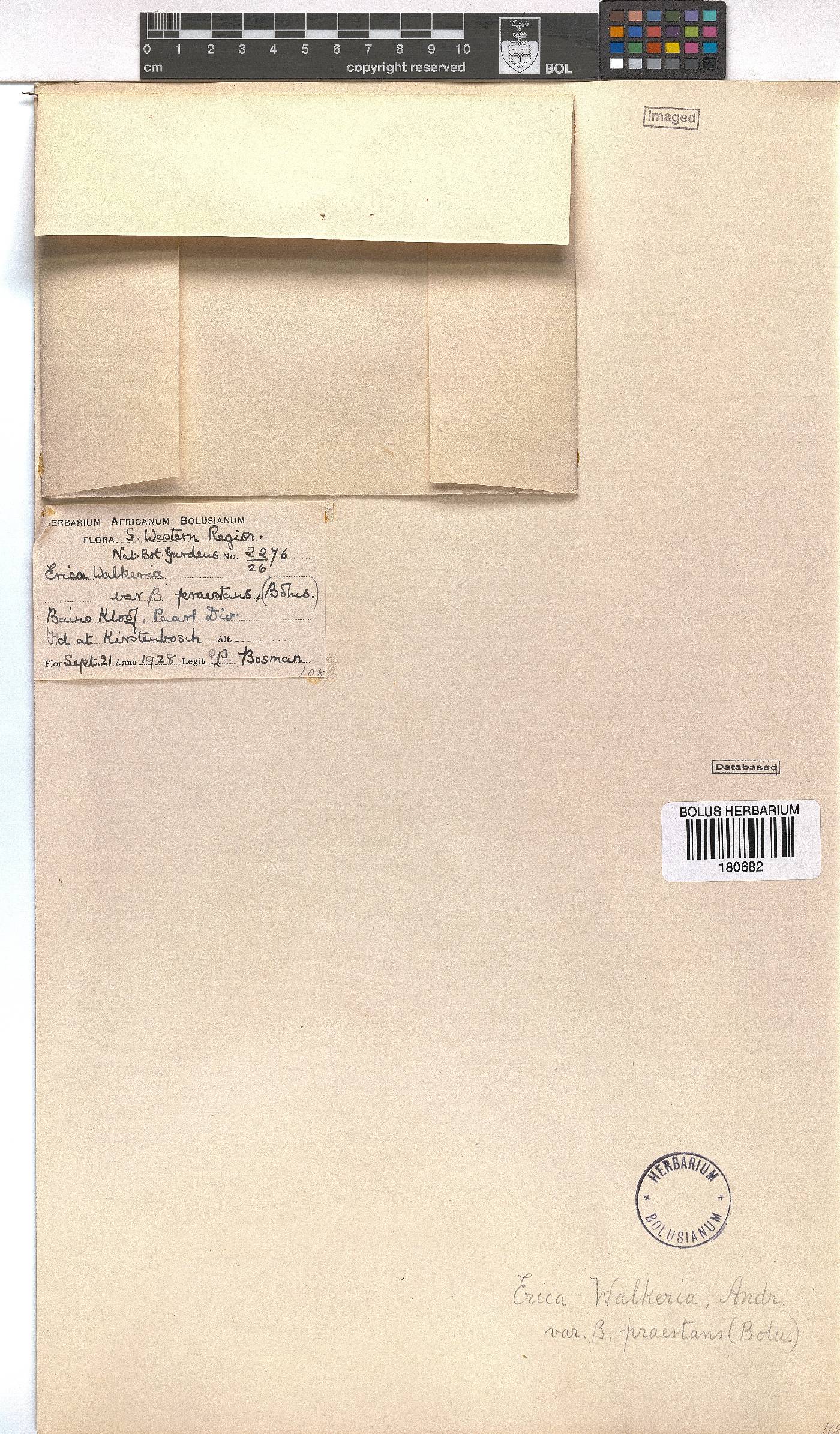 Erica walkeria var. praestans image