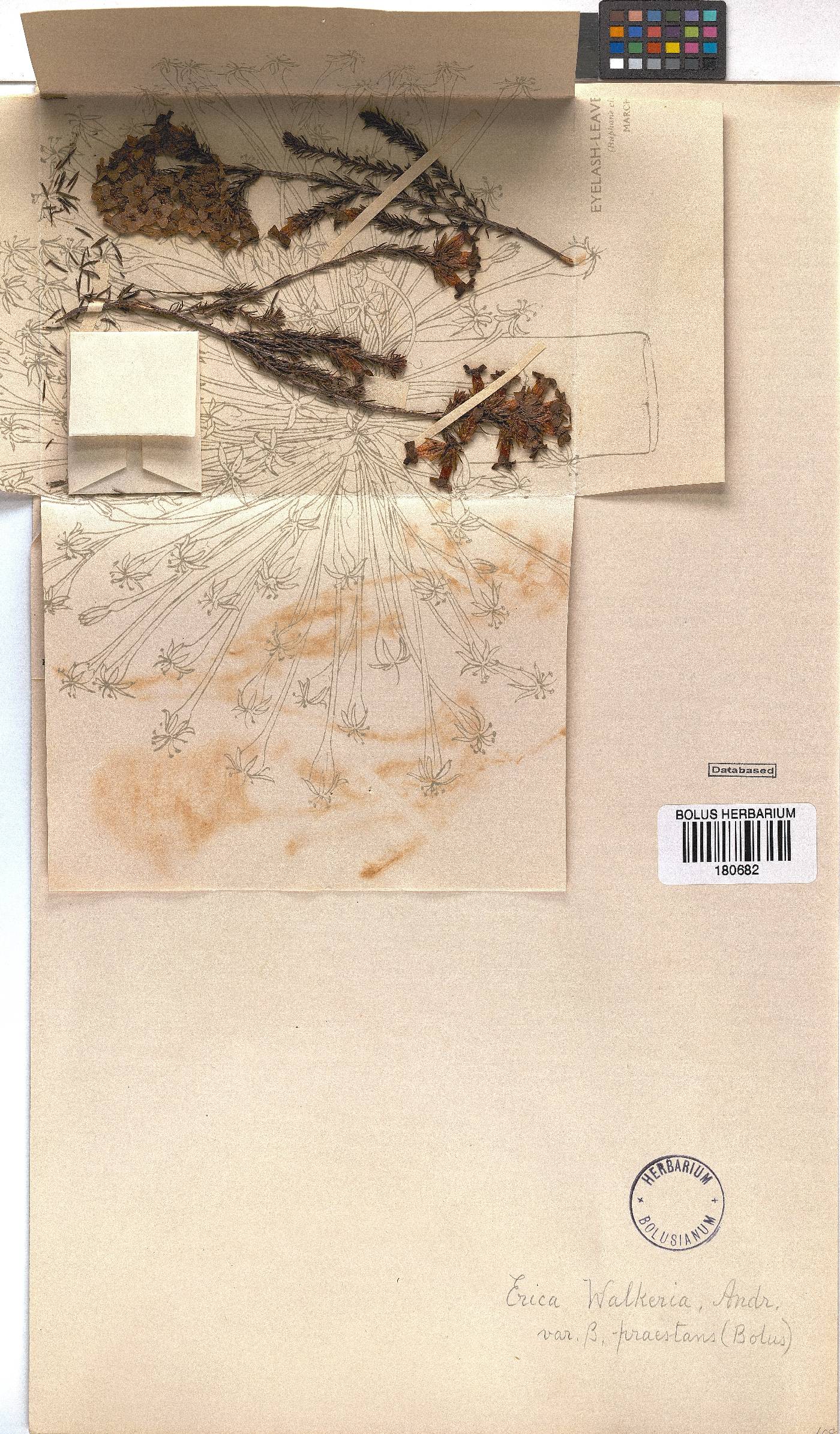 Erica walkeria var. praestans image