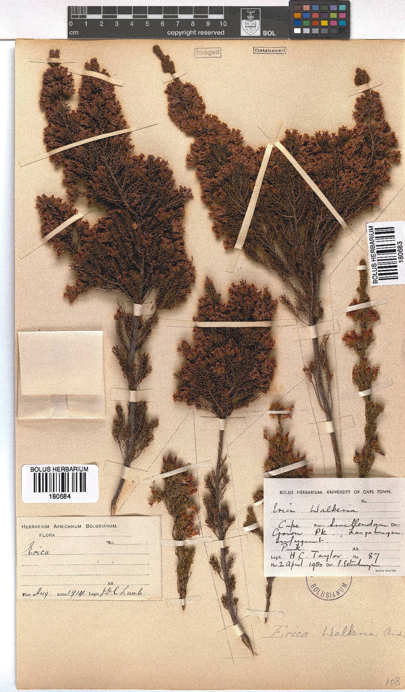 Erica walkeria image