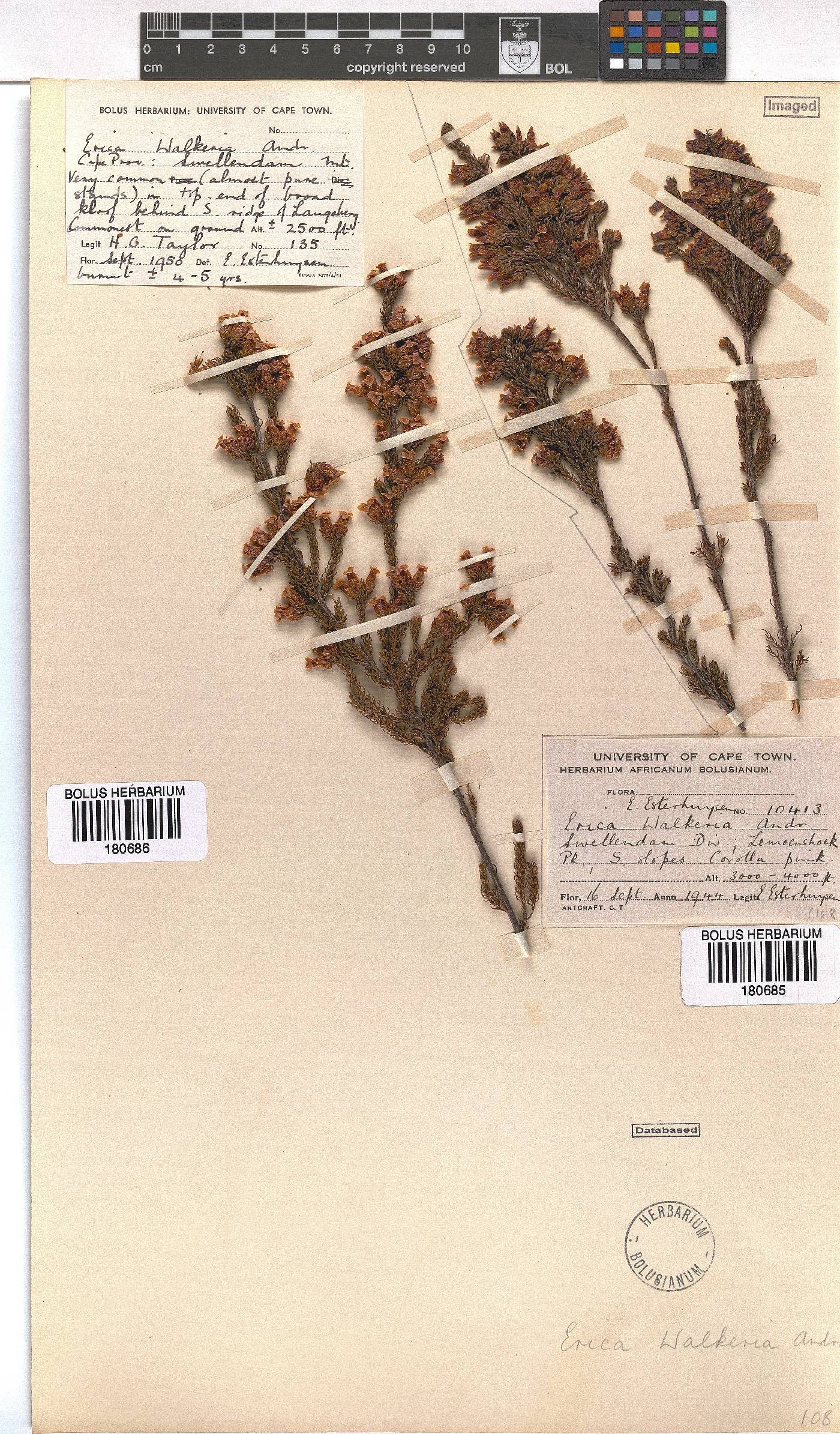 Erica walkeria image