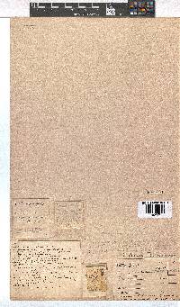 Erica daphniflora image