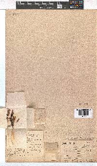 Erica daphniflora image