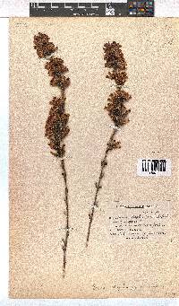 Erica daphniflora image