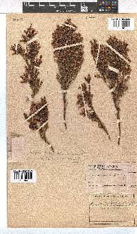 Erica daphniflora image