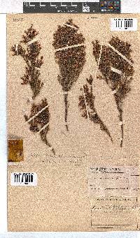 Erica daphniflora image