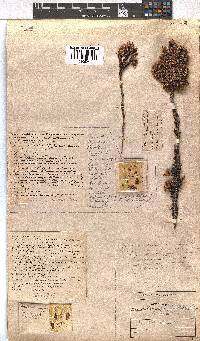 Erica daphniflora image