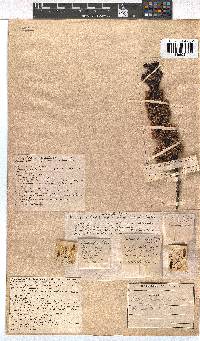 Erica daphniflora image