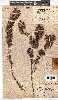 Erica daphniflora image