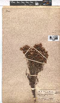 Erica daphniflora image