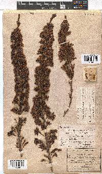 Erica daphniflora image