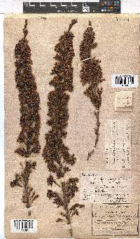 Erica daphniflora image