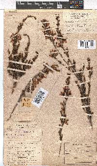 Erica daphniflora image