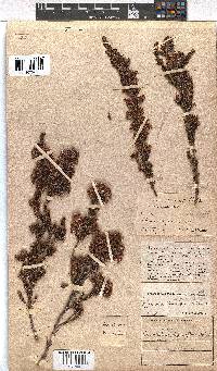 Erica daphniflora image