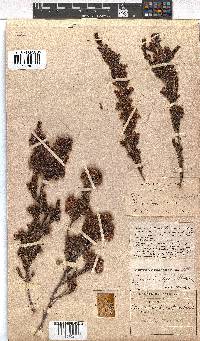 Erica daphniflora image