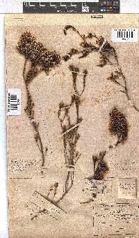 Erica daphniflora image