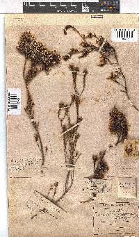 Erica daphniflora image