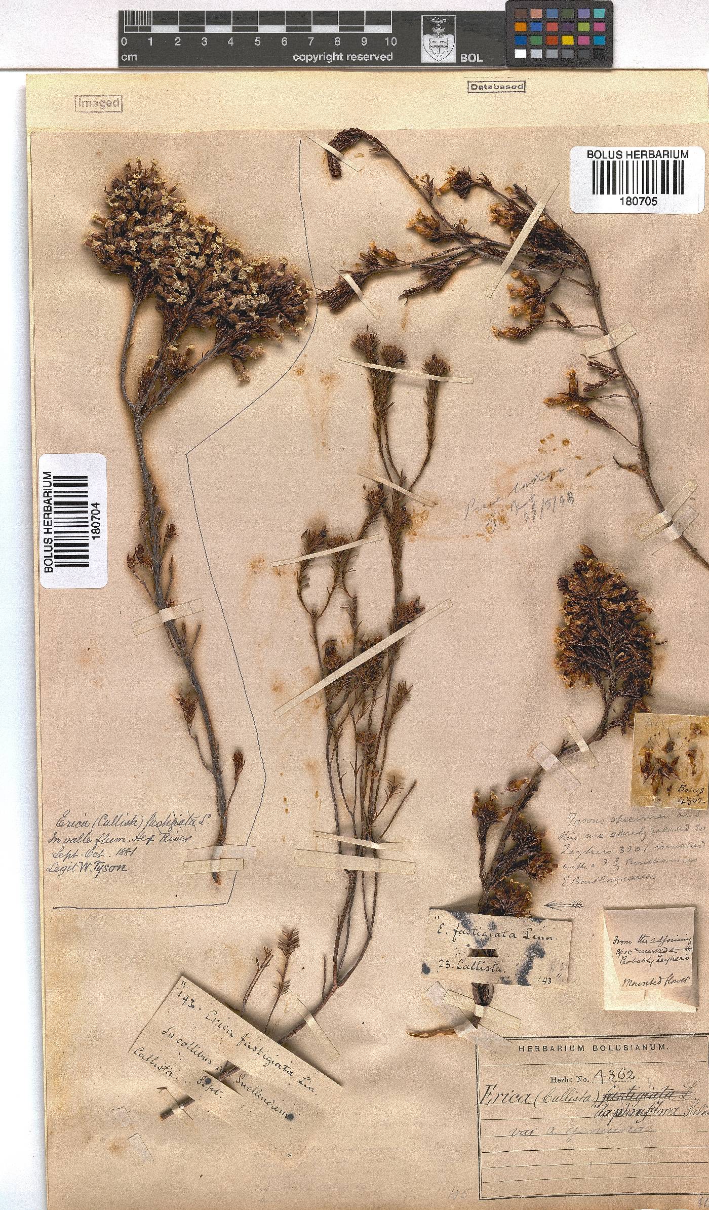 Erica daphniflora image