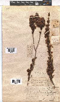 Erica daphniflora image