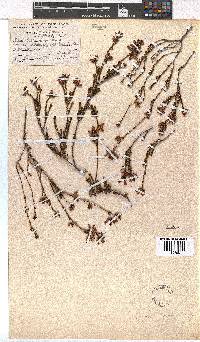 Erica daphniflora image