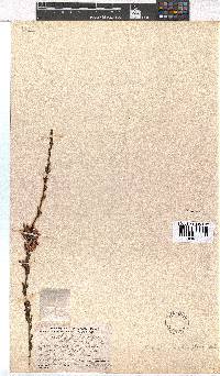 Erica daphniflora image