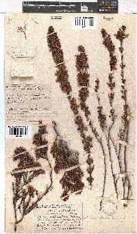 Erica daphniflora image