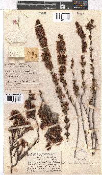 Erica daphniflora image