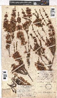 Erica daphniflora image