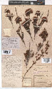 Erica daphniflora image