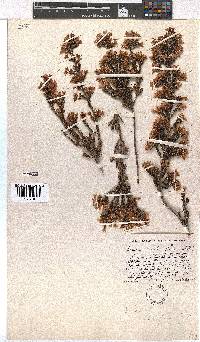 Erica daphniflora image