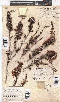 Erica daphniflora image