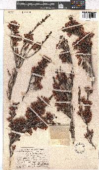 Erica daphniflora image